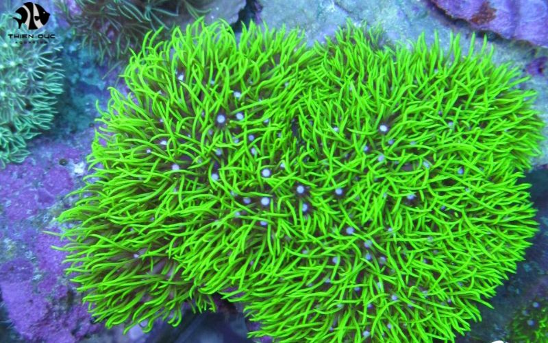 Aquatic Plants and Fish Export: A Growing Industry