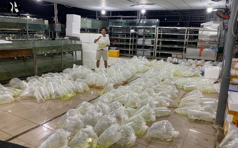 Aquatic Plants and Fish Exporters: One-Stop Shop Sourcing