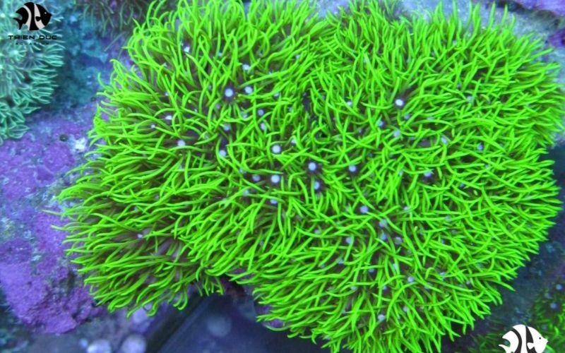 Aquatic plants for aquariums wholesale: Lush & Vibrant