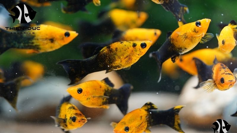 B2B aquarium services: Customized for your success
