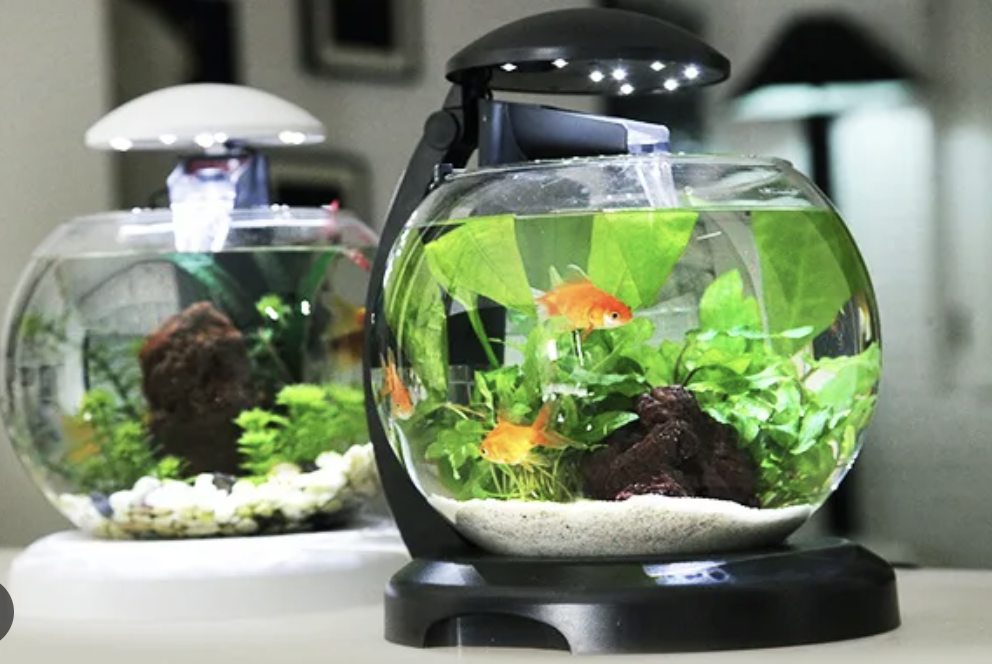Bể cá nhỏ để bàn làm việc: Tạo không gian thư giãn và thú vị