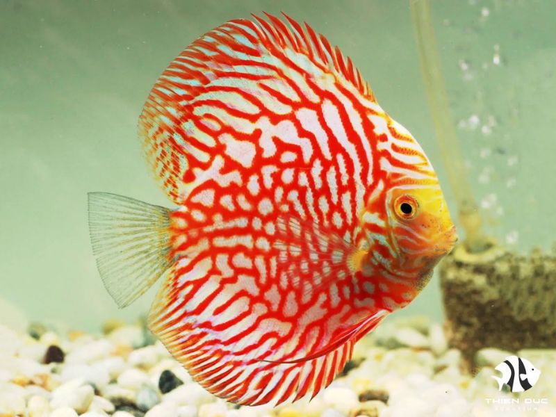 Beautiful Discus Fish Varieties: Stunning Discus for Enthusiasts