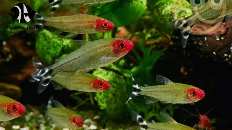 Best Aquarium Fish for Beginners Wholesale: A Complete Guide