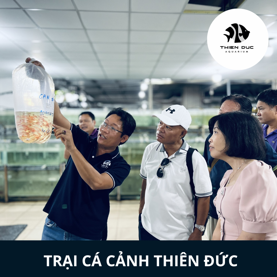 (SỰ KIỆN KẾT NỐI NHẰM MỞ RỘNG VÀ PHÁT TRIỂN NGHÀNH CÁ CẢNH )  Chương trình “ Hội chợ - Triển lãm giống, nông nghiệp công nghệ cao thành phố Hồ Chí Minh lần XVIII năm 2022”  (17 - 20/08/2022)