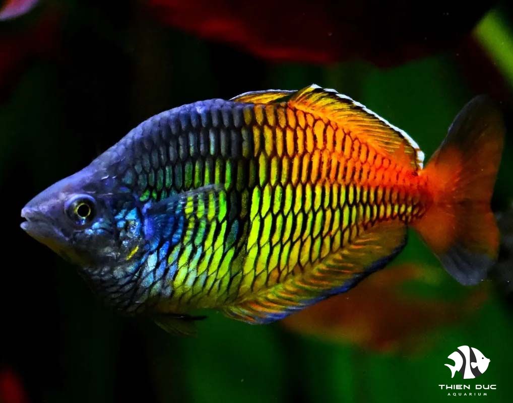 Boesemani Rainbowfish