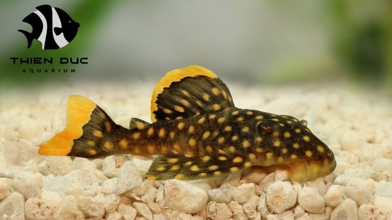 Bristlenose Pleco Exporter: Top Quality Bristlenose