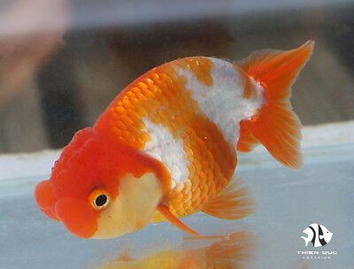 Cá Vàng