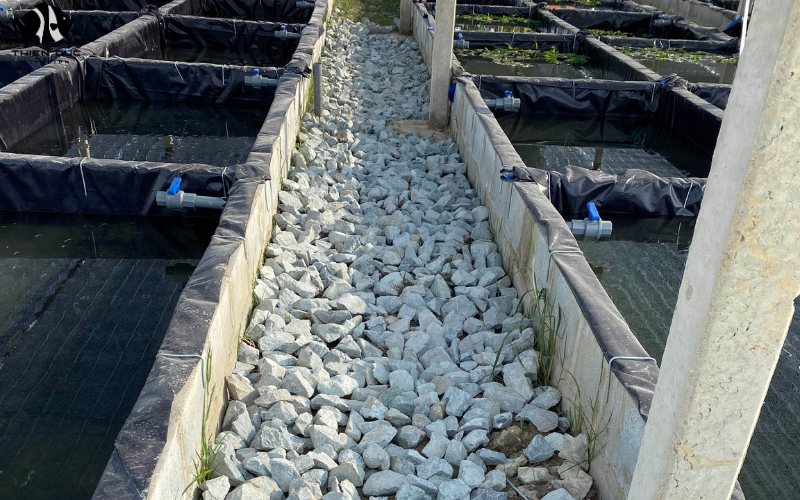 Bulk aquarium fish for sale: Great deals for large orders