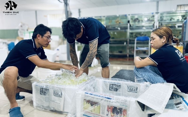 Bulk aquarium fish suppliers: Quality & variety guaranteed