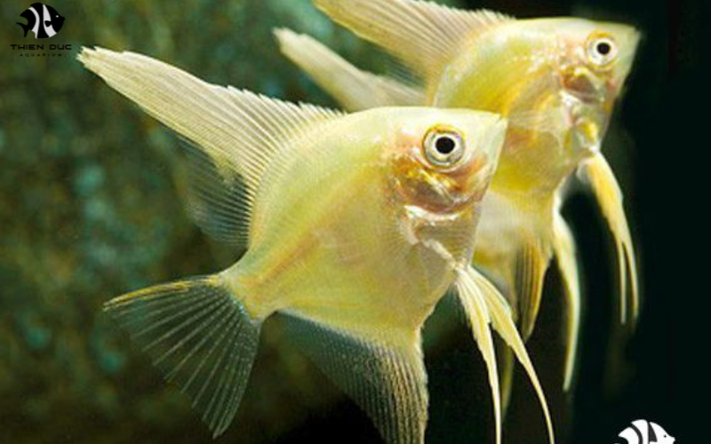 Bulk Buy Tropical Fish: Save Money on Large Orders