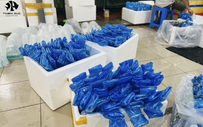 Bulk Marine Fish: Sourcing Saltwater Species in Quantity