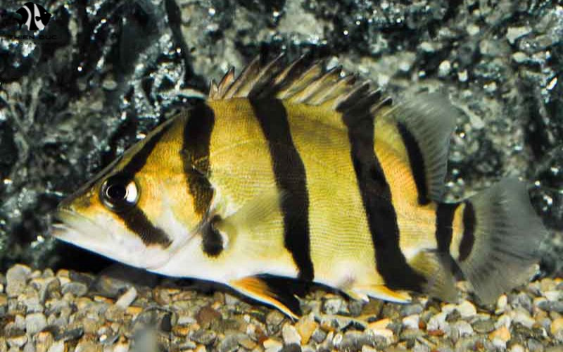 Bulk Tropical Fish for Sale: Attracting Large Buyers