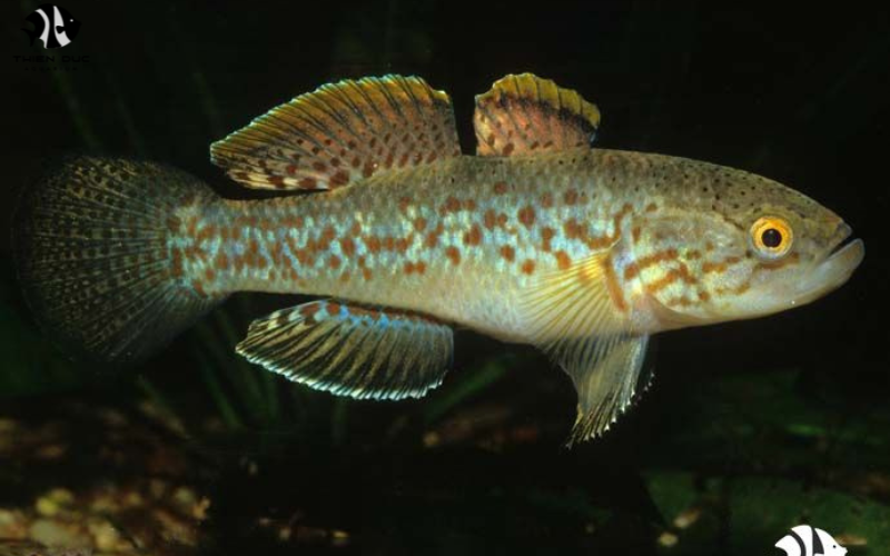 Buy Exotic Fish Online: Tips for Safe Purchasing