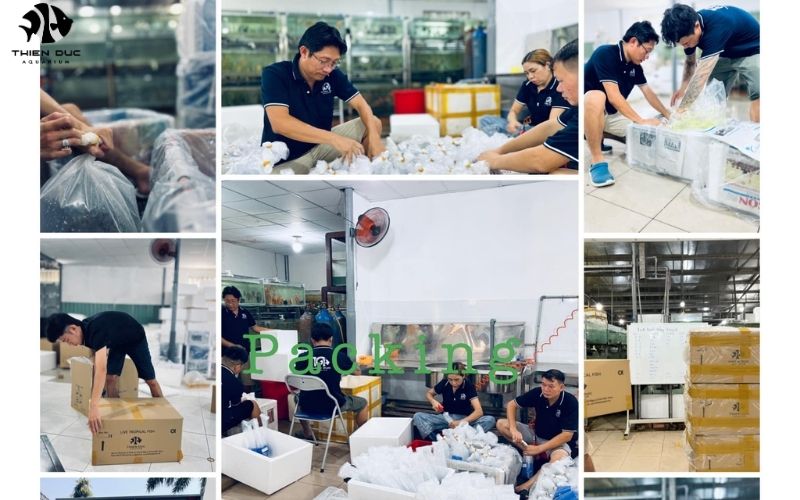 Buy Wholesale Tropical Fish: Tips for Bulk Purchases