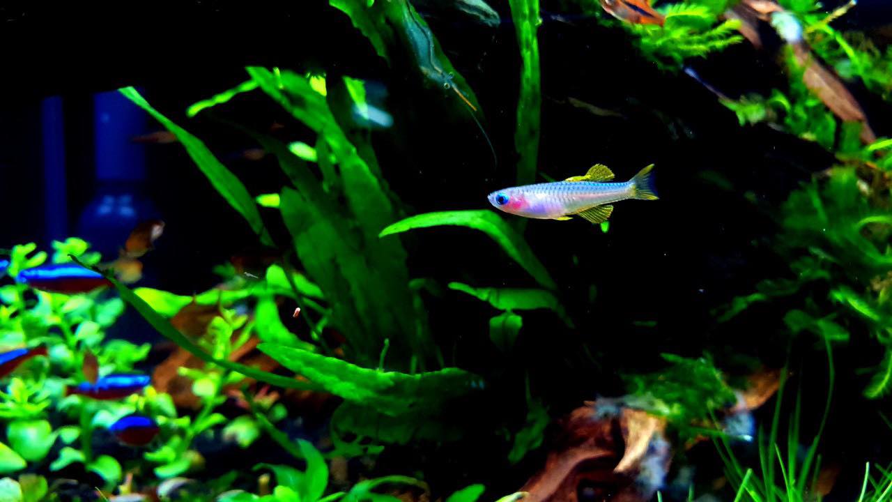 Chơi cá cũng là nghệ thuật, người chơi cũng là nghệ sỹ