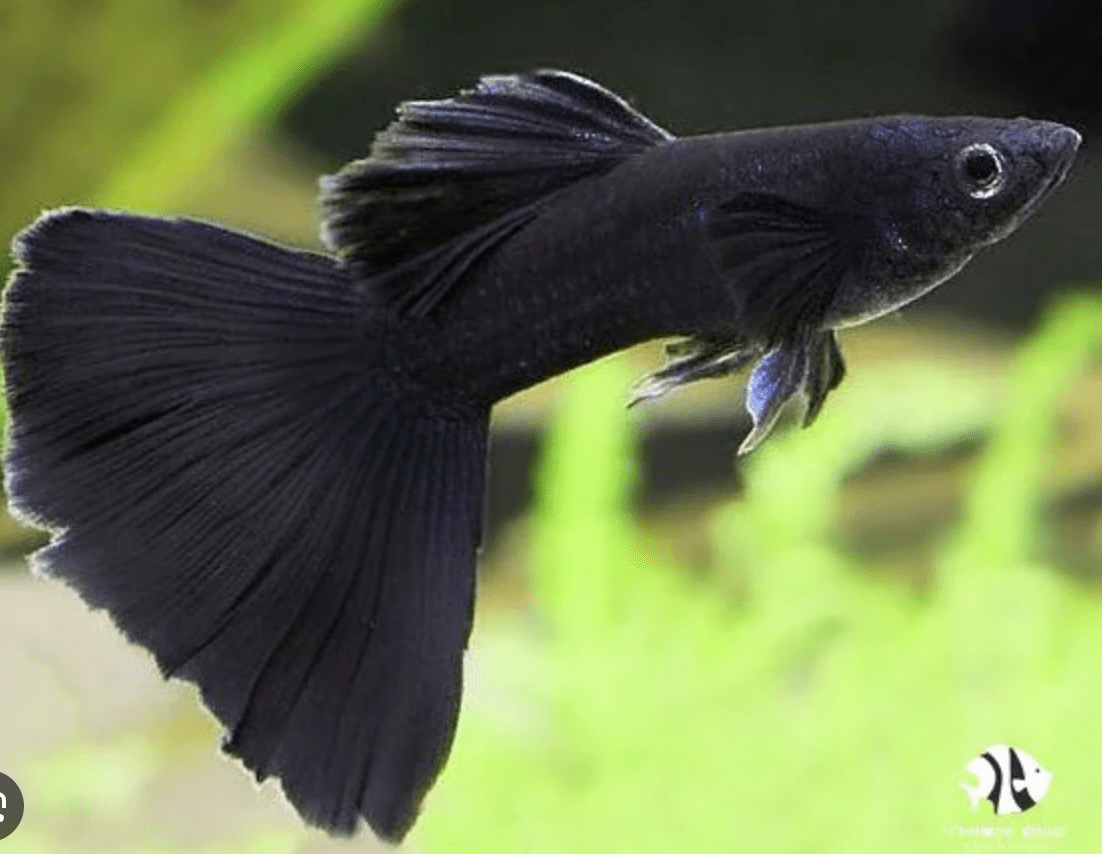 Cá bảy màu giá rẻ: Lựa chọn hấp dẫn cho bể cá cảnh