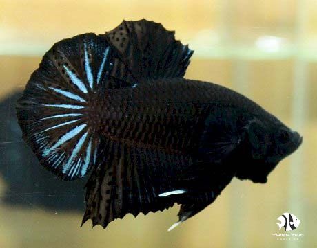 Top 5 ornamental fish market trends in 2024: A guide for success