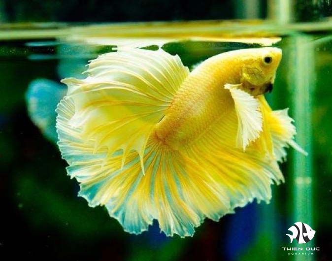 Is playing aquarium fish expensive? Is this hobby only for people with money?