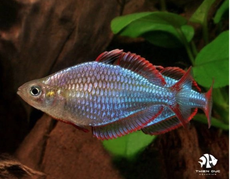 Giá cá Cầu Vồng Xanh và lưu ý quan trọng