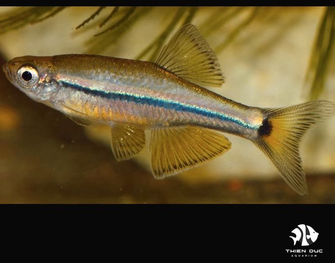 Cách Nuôi Cá Neon Cơ Bản Dành Cho Người Mới