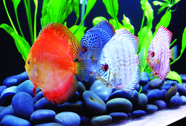 Discus warehouse at Thien Duc Fish Farm