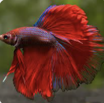 Cá lia thia Halfmoon - Đa dạng dòng giống và giá cả