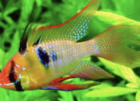 Cá phượng hoàng ngũ sắc: Vẻ đẹp nổi bật trong thế giới thủy sinh