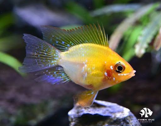 Cá Phượng Hoàng