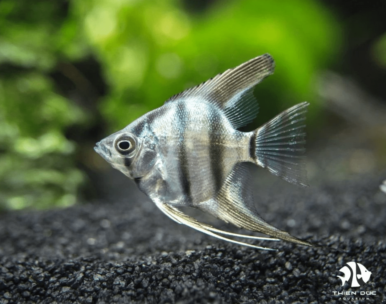 Các loại cá Thần Tiên phổ biến nhất hiện nay