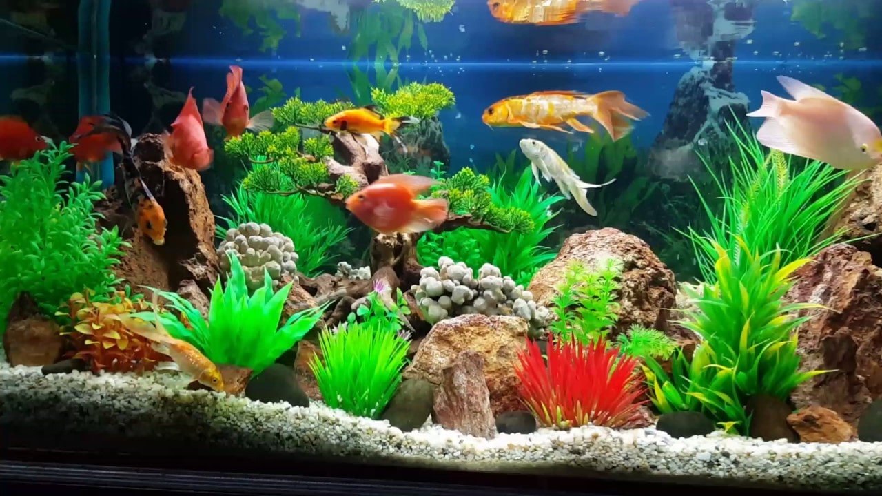 Lưu Ý Quan Trọng Về Cách Chăm Sóc Cá Cảnh Đúng Bạn Nên Biết