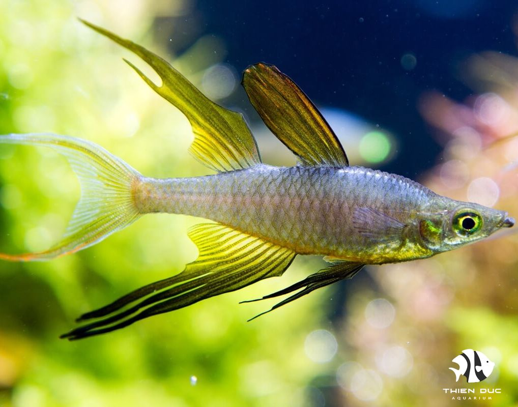 Threadfin Rainbowfish