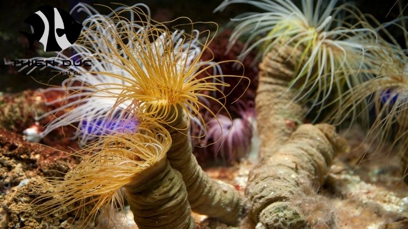 Clean-up Crew Invertebrates: Your Tank's Best Friends