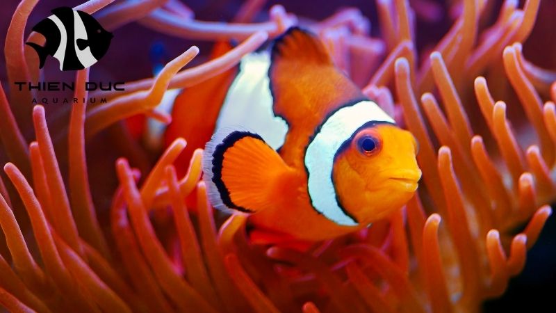 Clownfish Breeder: Expert Tips for Successful Breeding
