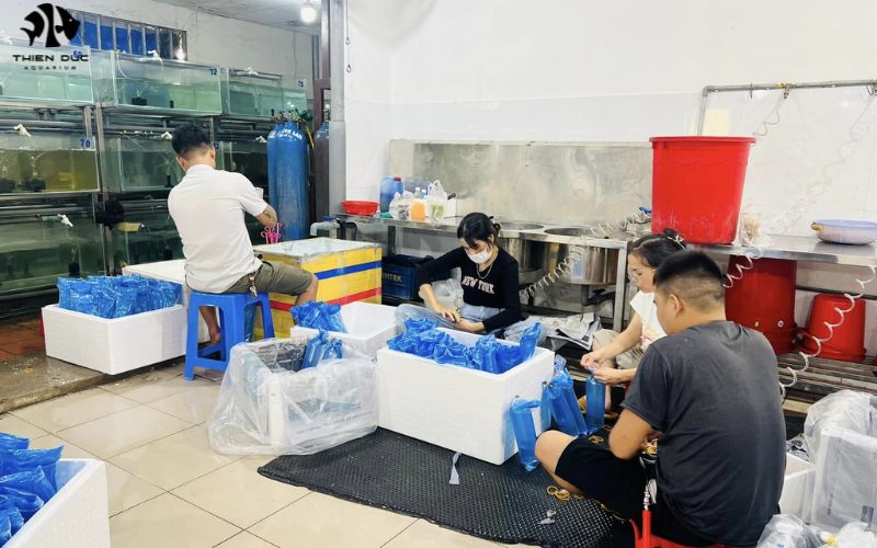 Clownfish Wholesale: Wholesale Clownfish for Aquarium