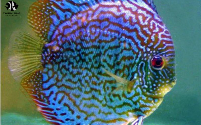 Coldwater Fish Wholesale: Wholesale Suppliers of Species