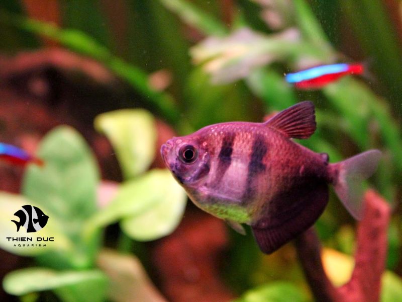 Colored Sailfish Export: Vibrant Sailfish for Exotic Aquariums