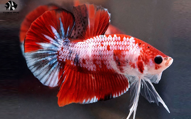 Colorful Tropical Fish for Sale: Rainbow in Your Tank