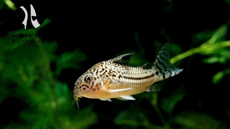Corydoras Fish Exporter - A Reputable Wholesale Source
