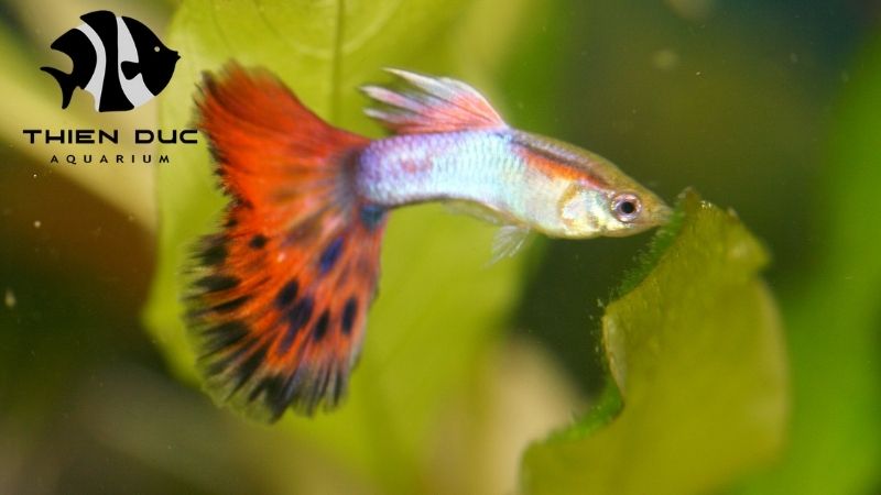 Crowntail Betta Wholesale - Get the Best Bulk Prices Today