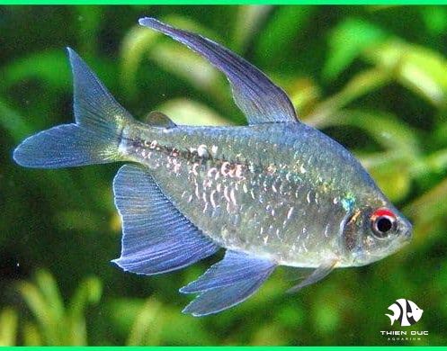 Daimond tetra