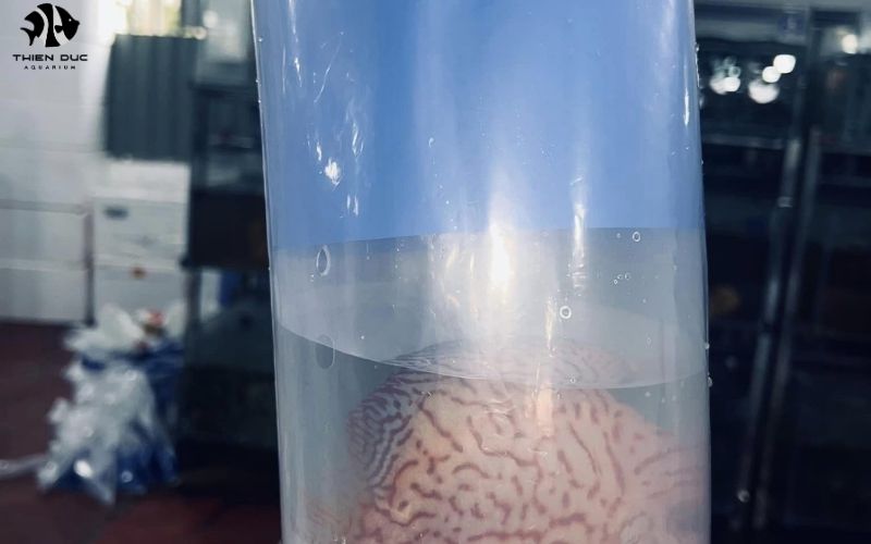 Direct from Farm Fish Export: Advantages and Challenges