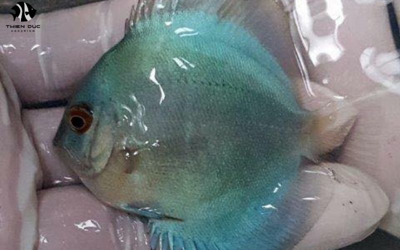 Direct Import Aquarium Fish: Cutting Out the Middleman