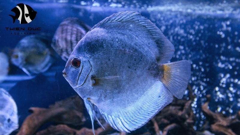Discus Fish for Import: Your Guide to Profitable Trading