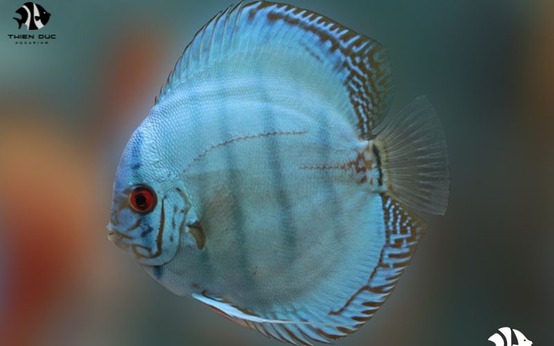 Discus Wholesale: High-Quality Discus Fish for Wholesale