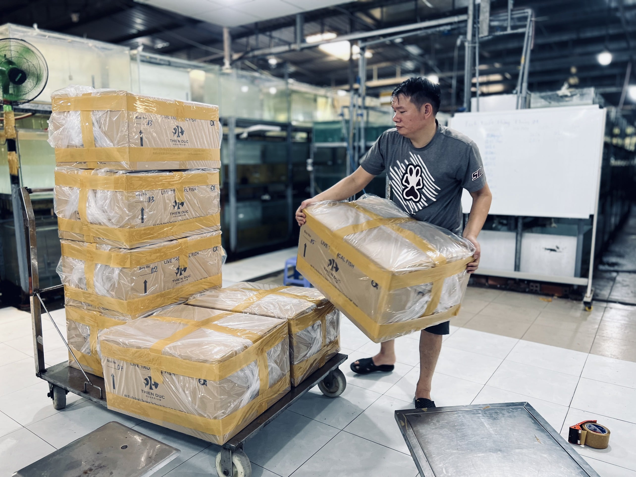 Shop cá cảnh TPHCM Online uy tín giá tốt