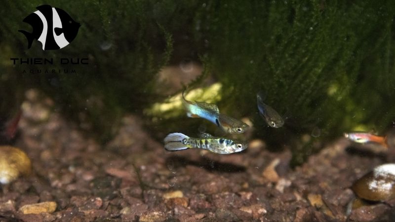Endler's livebearer wholesale: Best quality stock for EU retailers