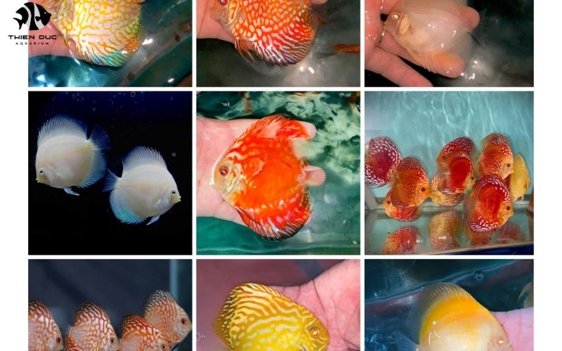 Exotic Aquarium Fish for Sale: Rare Species Guide