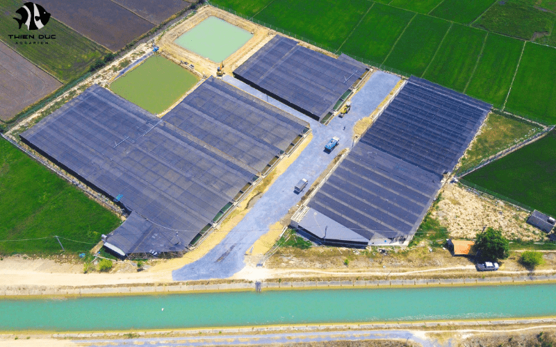 Exotic Aquarium Fish Importers: Understanding Regulations