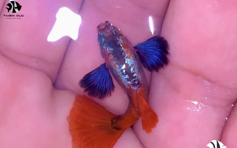 Exotic Aquarium Fish Suppliers: Finding Rare Species