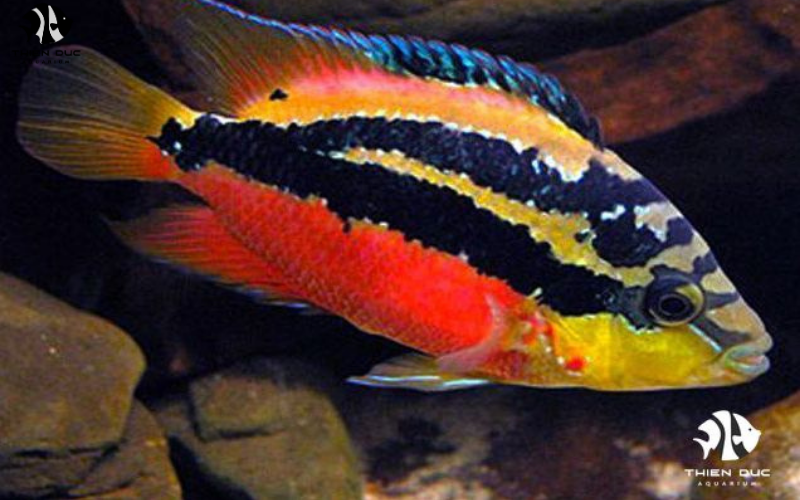Exotic Aquatic Fish Retailer: Find Your Perfect Specimen